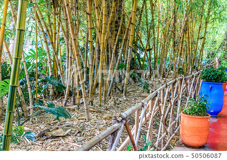 Green bamboo forest in a park in a natural Green bamboo forest in a park in a natural 50506087