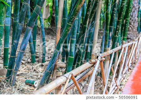 Green bamboo forest in a park in a natural 50506091