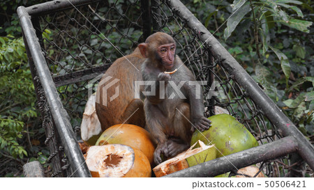 Monkeys steal food fruits from metal carts Monkeys steal food fruits from metal carts 50506421