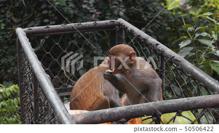 Monkeys steal food fruits from metal carts 50506422