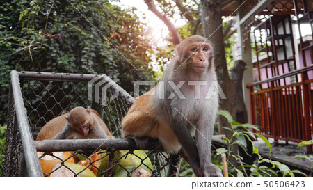 Monkeys steal food fruits from metal carts 50506423