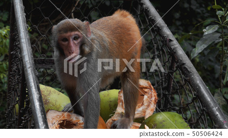 Monkeys steal food fruits from metal carts 50506424
