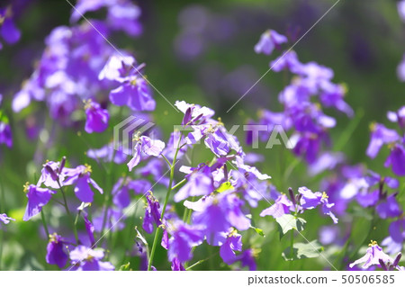 Flower of Japanese radish (Murasaki Hanana) Flower of Japanese radish (Murasaki Hanana) 50506585