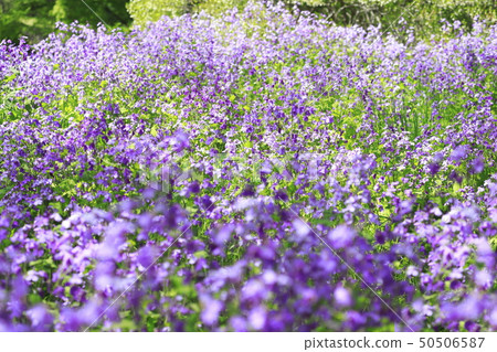 Flower of Japanese radish (Murasaki Hanana) Flower of Japanese radish (Murasaki Hanana) 50506587