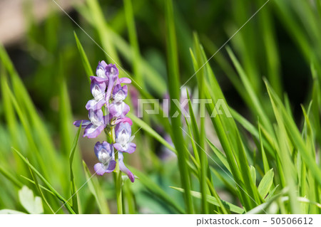 Purple Holow Root flower closeup in the green 50506612