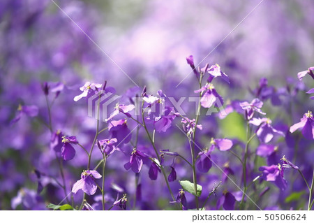 Flower of Japanese radish (Murasaki Hanana) 50506624