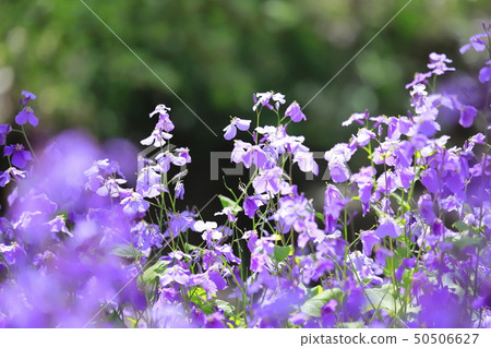 Flower of Japanese radish (Murasaki Hanana) 50506627