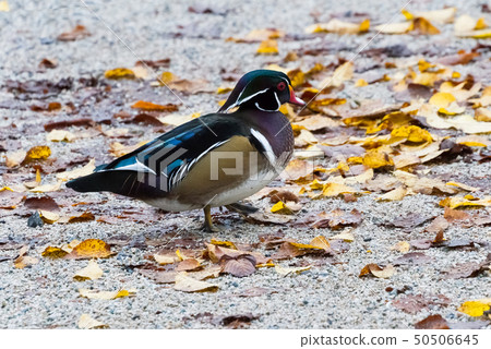 Wood Duck 50506645
