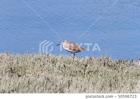 Greater Yellowlegs 50506723