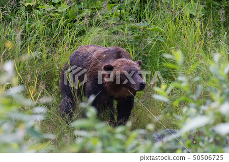 grizzly bear 50506725
