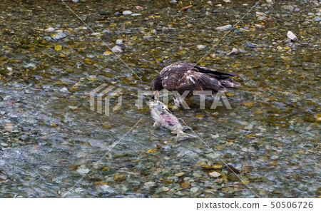 Bald eagle eating salmon 50506726