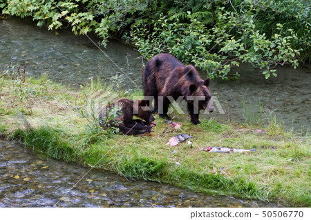grizzly bear grizzly bear 50506770