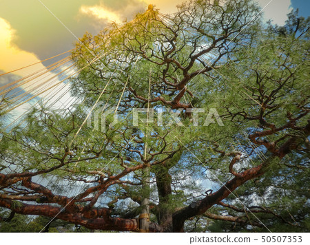 Beautiful large bonsai pine tree 50507353