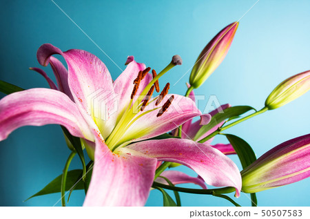 Beautiful Lily flower on blue background 50507583