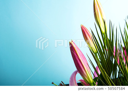Beautiful Lily flower on blue background 50507584
