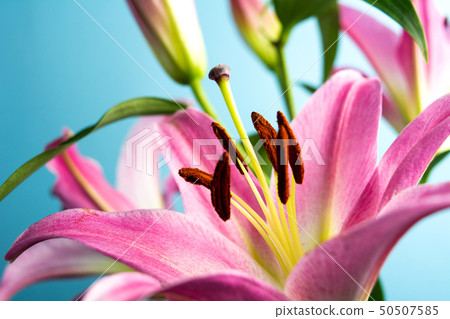 Beautiful Lily flower on blue background 50507585
