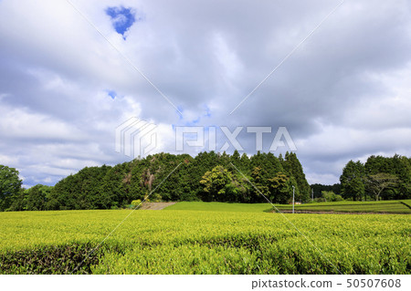 大阪東京(初夏) 大阪東京(初夏) 50507608
