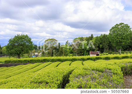 大阪東京(初夏) 大阪東京(初夏) 50507660