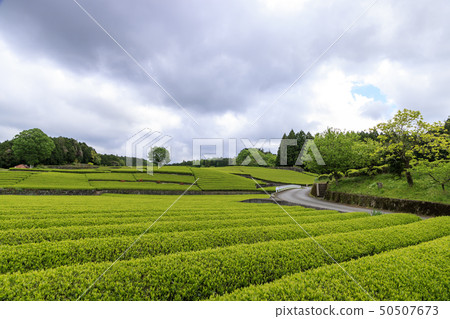 大阪東京（初夏） 50507673