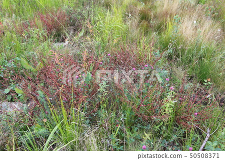 Wildflowers. Spring or summer wildflowers closeup. Сlover grass Wildflowers. Spring or summer wildflowers closeup. Сlover grass 50508371
