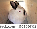 可愛的白兔，群馬野生動物園 50509502