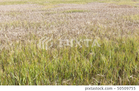 Agricultural field 50509755