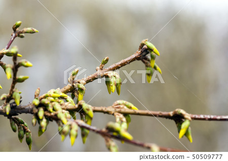 photos of green leaves photos of green leaves 50509777