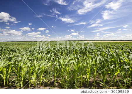 fresh green field 50509859