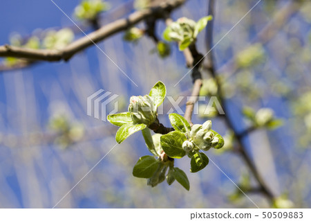 photos of apple leaves photos of apple leaves 50509883