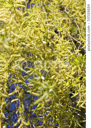 photos of willow leaves 50509884