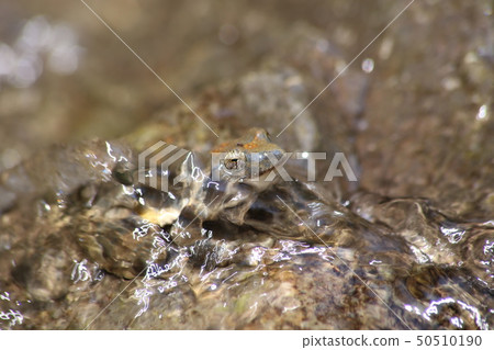 Red-headed frog 50510190