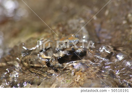 紅頭青蛙 50510191