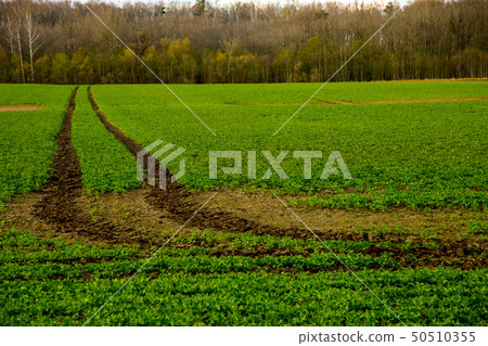 Path on the green cereal field. 50510355