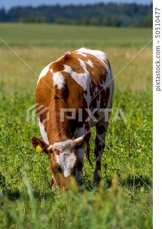 Cow pasture in green meadow. Cow pasture in green meadow. 50510477