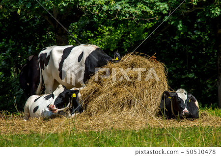 Cows in stack of hay. Cows in stack of hay. 50510478