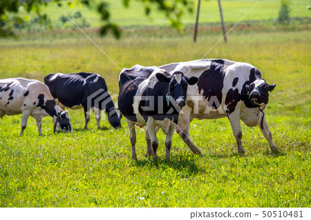 Cows pasture in green meadow. Cows pasture in green meadow. 50510481