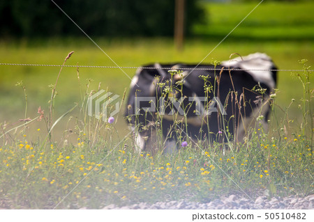 Cows pasture in green meadow in mist. 50510482
