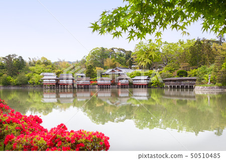 Nagaoka Tenmangu和Kirishima杜鵑花 50510485
