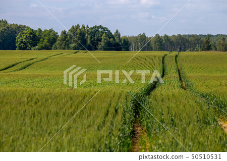 Path on the green cereal field. Path on the green cereal field. 50510531
