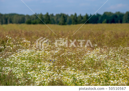 Landscape with daisies in meadow. 50510567
