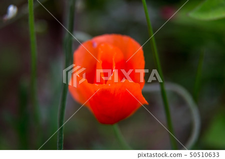 Blooming poppy flower Blooming poppy flower 50510633