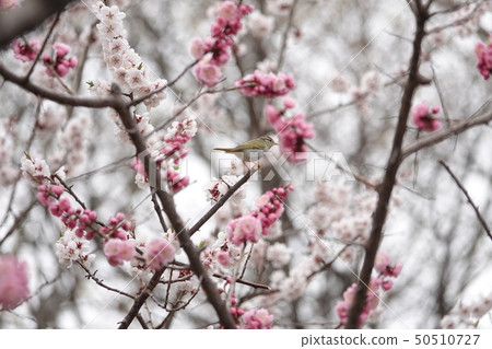 梅花和仙台蘑菇 50510727