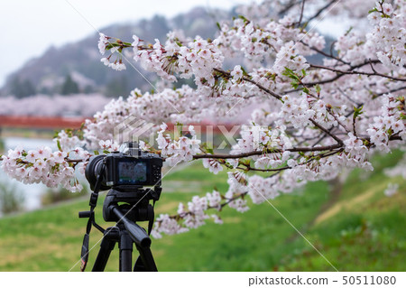Kadokan cherry blossoms lined with camera Kadokan cherry blossoms lined with camera 50511080