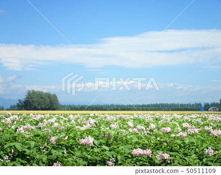 與土豆花的風景 與土豆花的風景 50511109