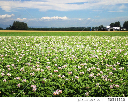 Landscape with potato flower Landscape with potato flower 50511110