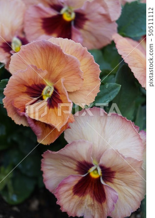 Pansy 50511112