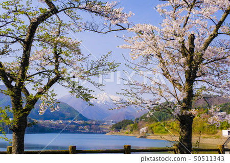 Cherry blossoms and snowy mountains by Lake Akaya 50511343