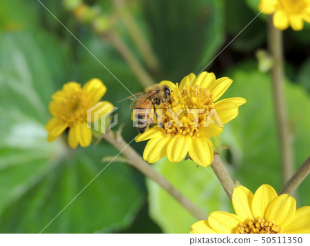 蜜蜂 蜜蜂 50511350