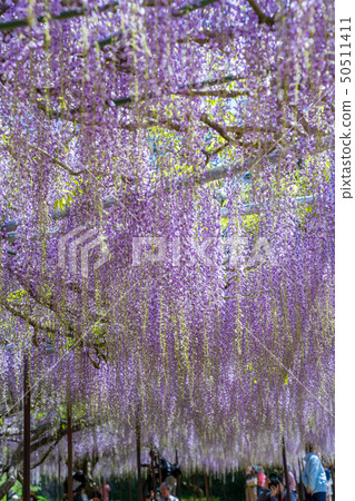 The famous spot of wisteria 50511411