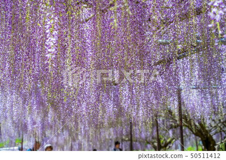 The famous spot of wisteria 50511412